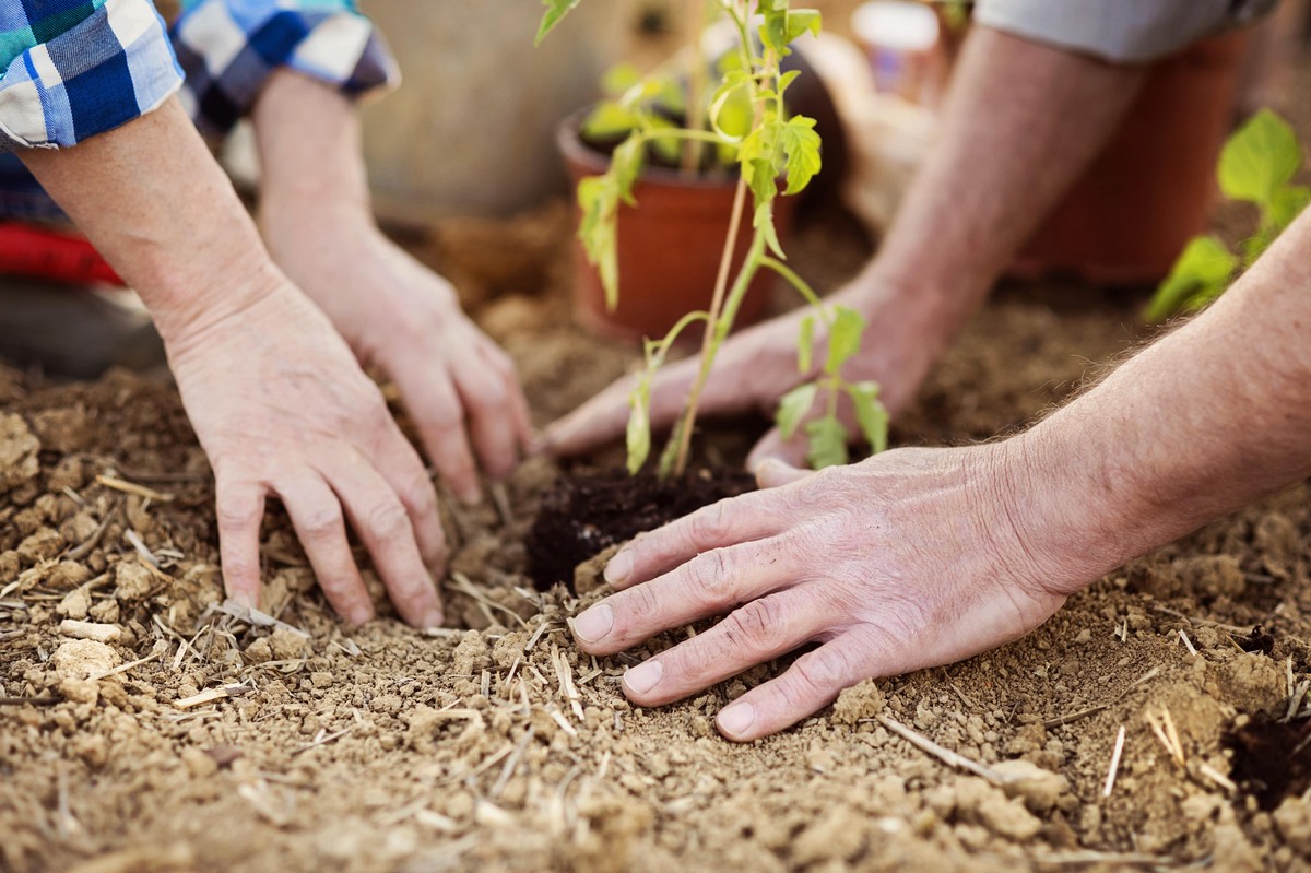 Why Garden Soil pH is Important & How to Use a Soil pH Tester